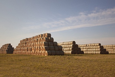 В России заготовлено более 29 млн тонн кормовых единиц объемистых кормов
