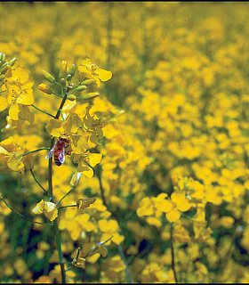 Новый вебинар от Corteva Agriscience поможет аграриям освоить технологии получения стабильных урожаев ярового рапса