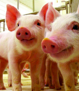 Рацион и здоровье свиней: несколько научных открытий