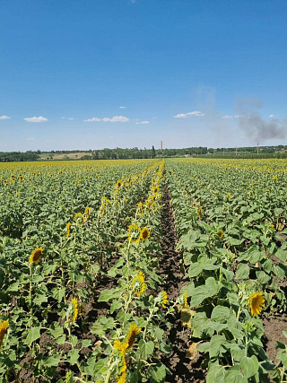 В Воронежской области подвели итоги выращивания подсолнечника