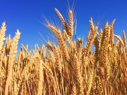 Экспортные цены на пшеницу растут после месячного падения